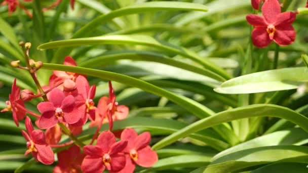 春の庭に咲くマクロ、カラフルな熱帯蘭の花、日当たりの良い緑豊かな葉の間で柔らかい花弁を閉じます。概要コピースペースを持つ自然エキゾチックな背景。花や葉の模様 — ストック動画