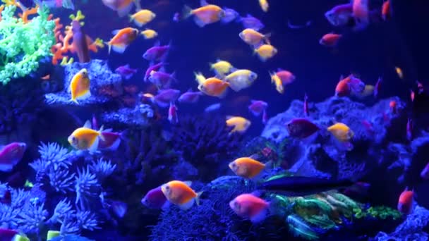 Colorful vivid fishes glow, violet aquarium under ultraviolet uv light. Purple fluorescent tropical aquatic paradise exotic background, luminous shiny ecosystem, vibrant fantasy decorative neon tank — Stock Video
