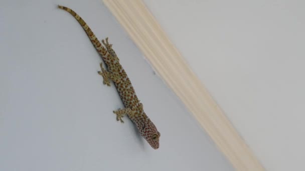 Τοκέι Γκέκο σε γκρίζα επιφάνεια. Από πάνω ασιατικό είδος σαύρας που ονομάζεται tockay gecko σέρνεται σε γκρίζα επιφάνεια το βράδυ — Αρχείο Βίντεο
