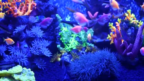 Os peixes vívidos coloridos brilham, aquário violeta abaixo da luz uv ultravioleta. Fundo exótico do paraíso aquático tropical fluorescente roxo, ecossistema brilhante luminoso, tanque de néon decorativo de fantasia vibrante — Vídeo de Stock