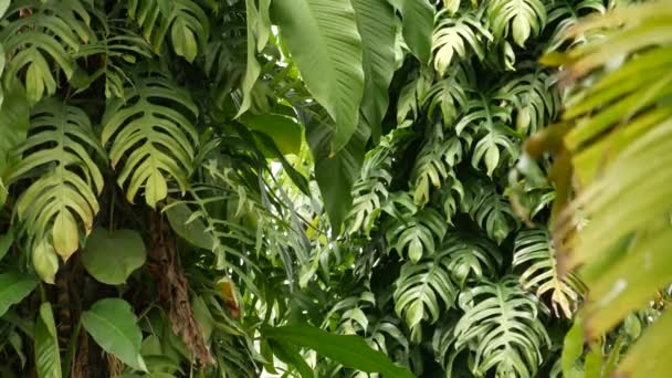 Sappige exotische tropische monstera bladeren textuur achtergrond, copyspace. Weelderig gebladerte, groen in paradijselijke tuin. Abstract natuurlijke donkergroene jungle vegetatie achtergrond patroon, wilde zomer regenwoud. — Stockvideo