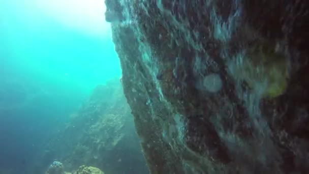 Marine scuba duiken, Onderwater kleurrijke tropische koraalrif zeegezicht. School van de zee vist diep in de oceaan. Zachte en harde koralen aquatische ecosysteem paradijs achtergrond. Water extreme sport als hobby. — Stockvideo