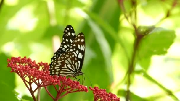 Borboleta exótica tropical na selva floresta tropical sentado em folhas verdes, macro close up. Paraíso da primavera, folhagem exuberante fundo natural, vegetação desfocada na floresta. Jardim romântico ensolarado fresco — Vídeo de Stock