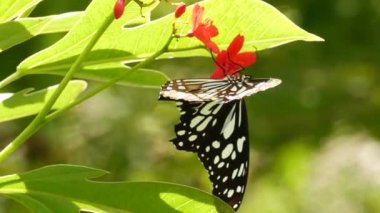 Yağmur ormanlarında yeşil yaprakların üzerinde oturan tropik egzotik kelebekler, makroyu kapatıyorlar. Bahar cenneti, yemyeşil yapraklar doğal arka plan, ormandaki çözünmüş yeşillik. Taze güneşli romantik bahçe
