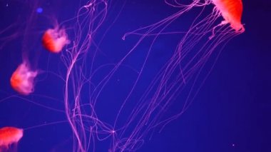 Parlak parlak floresan denizanası su altında parlıyor, karanlık neon dinamiği ultraviyole titreşimli bulanık arka plan. Fantezi hipnotik mistik psikkedelik dans. Canlı fosforlu kozmik medusa dansı