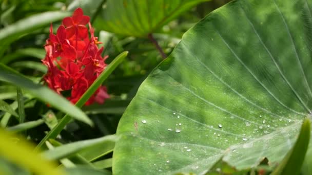 Suddig makro närbild, färgglada tropiska orkidé blomma i vår trädgård, mjuka kronblad bland soliga frodiga lövverk. Abstrakt naturlig exotisk bakgrund med kopieringsutrymme. Blommor och blad mönster — Stockvideo