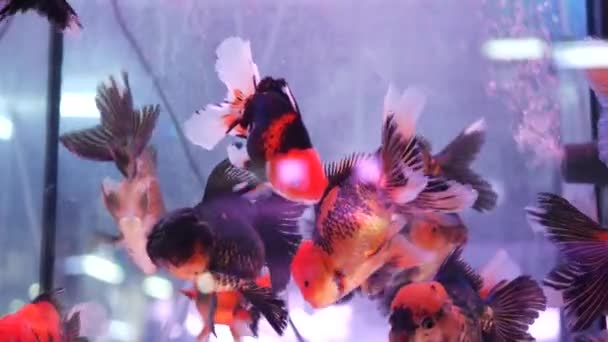 Разнообразие тропических рыб в экзотическом декоративном аквариуме. Ассортимент в чатучакском рыбном рынке зоомагазинов. Крупный план красочных домашних животных отображается на киосках. Вареники продаются на прилавке, торгуют на базаре — стоковое видео