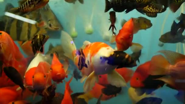 Egzotik dekoratif akvaryumdaki tropik balıkların çeşitliliği. Chatuchak balık pazarındaki hayvan dükkanlarında çeşitli ürünler. Tezgahlarda sergilenen renkli evcil hayvanları kapatın. Tezgahta satılık çeşitlilik, pazarda ticaret — Stok video
