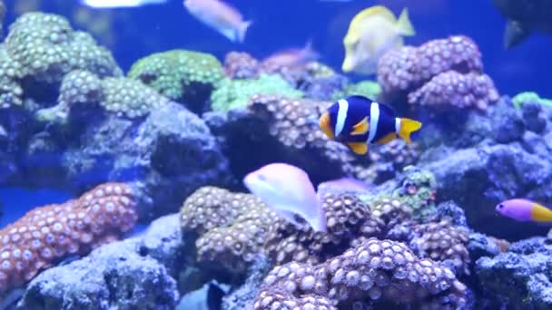 Puha korallok és halak fajai lila vagy ultraibolya UV fény alatt az akváriumban. Lila fluoreszkáló trópusi vízi paradicsom egzotikus háttér, korall rózsaszín élénk fantasy dekorációs tartály — Stock videók