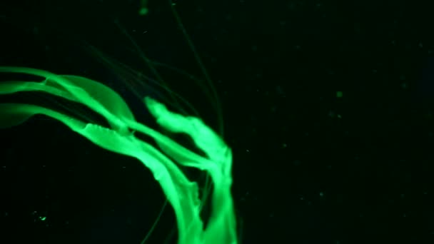 Brillante vibrante fluorescente meduse bagliore sott'acqua, al neon scuro dinamico pulsante sfondo sfocato ultravioletto. Fantasia ipnotica mistica danza pcychedelic. Vivida danza medusa cosmica fosforescente — Video Stock