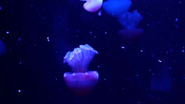 Las medusas fluorescentes vibrantes brillantes brillan bajo el agua, el fondo borroso ultravioleta pulsante dinámico de neón oscuro. Fantasía hipnótica danza pcychedelic mística. Medusa cósmica vívida fosforescente bailando — Vídeo de stock