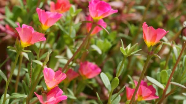 在花园里生长着粉红色的花.夏天阳光明媚的日子，公园里，在绿色的花坛上生长着美丽的粉红色花朵 — 图库视频影像