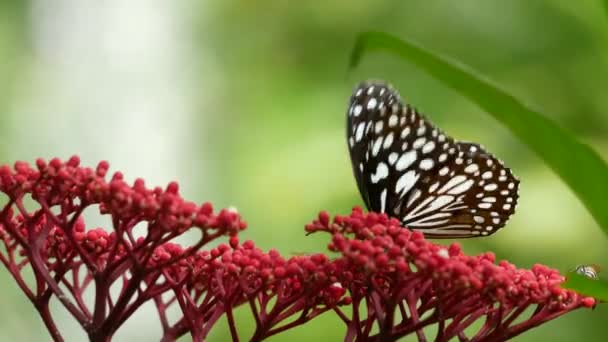 Mariposa exótica tropical en selva selvática sentada sobre hojas verdes, macro de cerca. Paraíso de primavera, exuberante follaje fondo natural, vegetación desenfocada en los bosques. Jardín romántico fresco soleado — Vídeo de stock