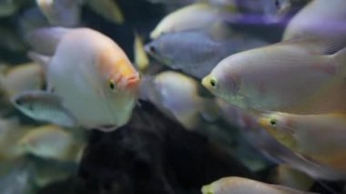 Egzotik dekoratif akvaryumdaki tropik balıkların çeşitliliği. Chatuchak balık pazarındaki hayvan dükkanlarında çeşitli ürünler. Tezgahlarda sergilenen renkli evcil hayvanları kapatın. Tezgahta satılık çeşitlilik, pazarda ticaret