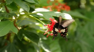 Yağmur ormanlarında yeşil yaprakların üzerinde oturan tropik egzotik kelebekler, makroyu kapatıyorlar. Bahar cenneti, yemyeşil yapraklar doğal arka plan, ormandaki çözünmüş yeşillik. Taze güneşli romantik bahçe
