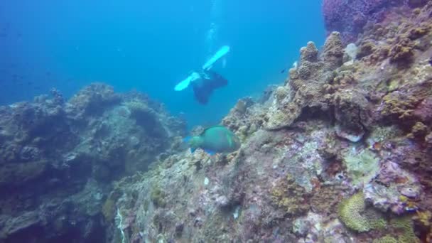 Deniz tüplü dalış, sualtı renkli tropikal mercan resifi deniz manzarası. Okyanusun derinliklerinde bir deniz balığı sürüsü. Yumuşak ve sert mercanlar deniz ekosistemi cennet arka planı. Hobi olarak su ekstrem spor. — Stok video