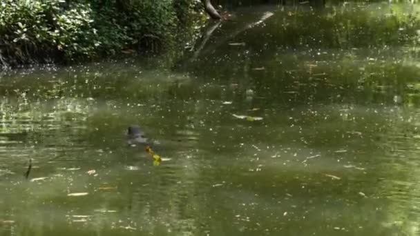 Asiático monitor de água comum grande lagarto varanida nativa da Ásia. Varanus salvador na grama verde perto da margem do rio, lago ou lagoa. Caça aos répteis carnívoros. predador dragão selvagem na rua Bangkok — Vídeo de Stock