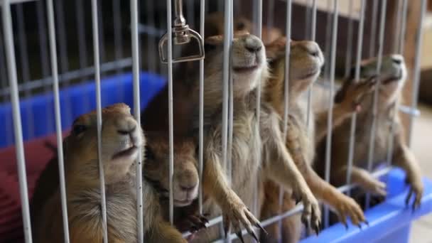 Lamentável bonito pradaria cão filhote de sofrimento, gaiola no mercado. Animais de estimação à venda. Marmota deprimida a pedir comida. Patas engraçadas à procura de ajuda. Animais atrás das grades. Família de porcos enjaulados com olhos tristes. — Vídeo de Stock