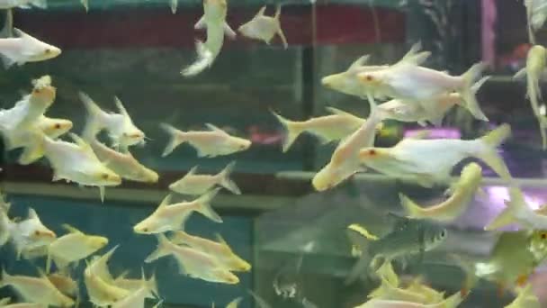 Diversiteit van tropische vissen in exotisch decoratief aquarium. Assortiment in chatuchak vismarkt dierenwinkels. Sluiten van kleurrijke huisdieren weergegeven op kraampjes. Variëteit te koop op de toonbank, handel op bazaar — Stockvideo