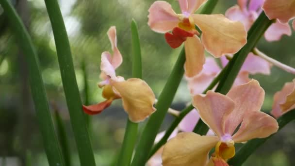 Macro desfocado perto, flor de orquídea tropical colorida no jardim da primavera, pétalas sensíveis entre folhagem exuberante ensolarada. Fundo exótico natural abstrato com espaço de cópia. Flor floral e padrão de folhas — Vídeo de Stock