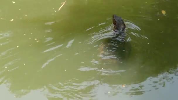 Asijské běžné vody monitor velký varanid ještěrka původem z Asie. Varanus spasitel na zelené trávě v blízkosti břehu řeky, jezera nebo rybníka. Masožravý hmyz. Divoký dračí predátor na ulici Bangkok — Stock video