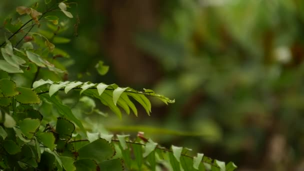 Дикая, яркая растительность глубокой туманной тропической древесины. В джунглях. Интерьер экзотических лесов Азии. Моховые лианы, свисающие с полога тропического леса. Зеленый природный фон субтропического леса. — стоковое видео