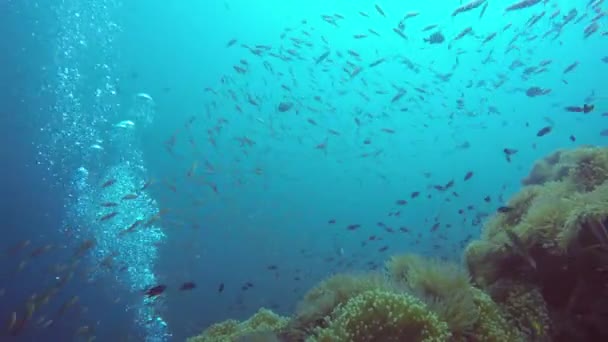 Mergulho marinho, subaquático colorido recife de coral tropical jardim seascape. Escola de peixes marinhos, oceano profundo. Campo de anêmonas do mar, corais macios ecossistema simbiose aquática, paraíso fundo lagoa . — Vídeo de Stock