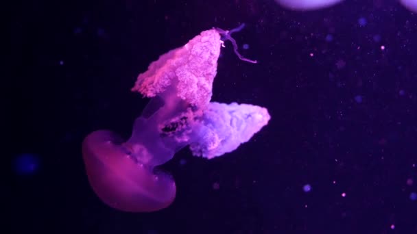 Las medusas fluorescentes vibrantes brillantes brillan bajo el agua, el fondo borroso ultravioleta pulsante dinámico de neón oscuro. Fantasía hipnótica danza pcychedelic mística. Medusa cósmica vívida fosforescente bailando — Vídeo de stock