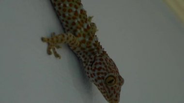 Gri yüzeyde Tockay Gecko. Akşamları gri yüzeyde sürünen Tockay Gecko adındaki Asya kertenkele türünden