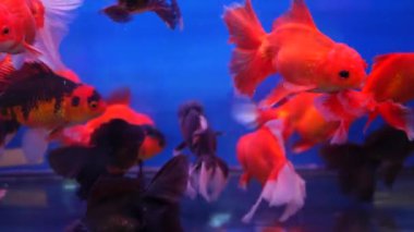 Egzotik dekoratif akvaryumdaki tropik balıkların çeşitliliği. Chatuchak balık pazarındaki hayvan dükkanlarında çeşitli ürünler. Tezgahlarda sergilenen renkli evcil hayvanları kapatın. Tezgahta satılık çeşitlilik, pazarda ticaret