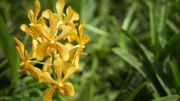 Homályos makró közeli, színes trópusi orchidea virág a tavaszi kertben, lágy szirmok között napfényes buja lombozat. Absztrakt természetes egzotikus háttér másolási hellyel. Virágok és levelek mintázata — Stock videók