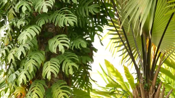 A lédús egzotikus trópusi szörnyek textúrát hagynak maguk után, másolóteret. Buja lombozat, zöldség a paradicsomkertben. Absztrakt természetes sötét zöld dzsungel növényzet háttér motívum, vad nyári esőerdő. — Stock videók