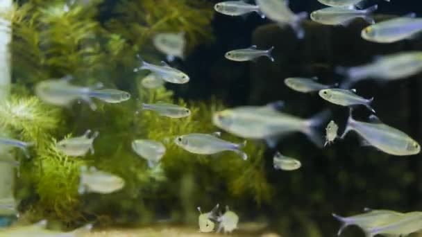 Diversity of tropical fishes in exotic decorative aquarium. Assortment in chatuchak fish market pet shops. Close up of colorful pets displayed on stalls. Variety for sale on counter, trading on bazaar — Stock Video