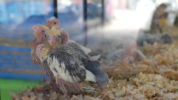 Papegojungar i burar på sällskapsdjursmarknaden. Ovanstående fåglar hålls i små burar på Chatuchak Market i Bangkok, Thailand — Stockvideo