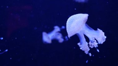 Parlak parlak floresan denizanası su altında parlıyor, karanlık neon dinamiği ultraviyole titreşimli bulanık arka plan. Fantezi hipnotik mistik psikkedelik dans. Canlı fosforlu kozmik medusa dansı