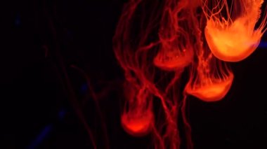 Parlak parlak floresan denizanası su altında parlıyor, karanlık neon dinamiği ultraviyole titreşimli bulanık arka plan. Fantezi hipnotik mistik psikkedelik dans. Canlı fosforlu kozmik medusa dansı
