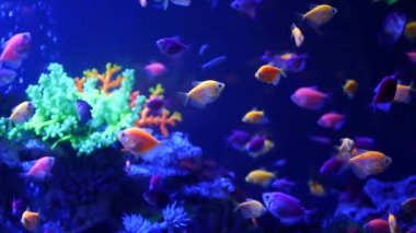 Renkli canlı balıklar parlıyor, mor akvaryum ultraviyole ışık altında. Mor floresan tropikal cennet egzotik arka plan, parlak ekosistem, canlı fantezi dekoratik neon tank