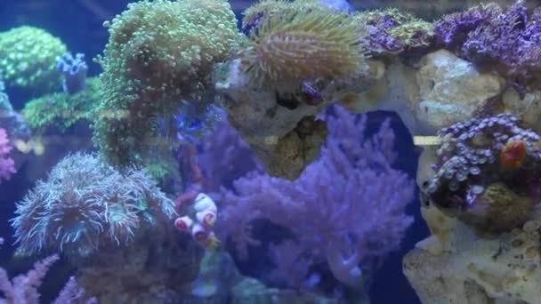라일락 수족관에 있는 부드러운 산호와 물고기의 종들은 보라색 또는 자외선에 노출되어 있다. 형광을 내는 열 대 수생 낙원 이국적 인 배경, 분홍빛을 띤 환상적 인 탱크 속의 산호 — 비디오