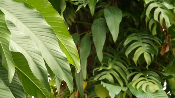 Sappige exotische tropische monstera bladeren textuur achtergrond, copyspace. Weelderig gebladerte, groen in paradijselijke tuin. Abstract natuurlijke donkergroene jungle vegetatie achtergrond patroon, wilde zomer regenwoud. — Stockvideo