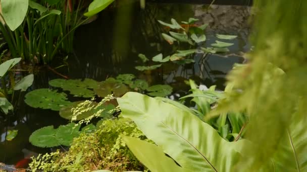 Groene planten in tropische vijver. Diverse groene exotische planten groeien in rustige tropische meer of rivier op zonnige dag in het park — Stockvideo