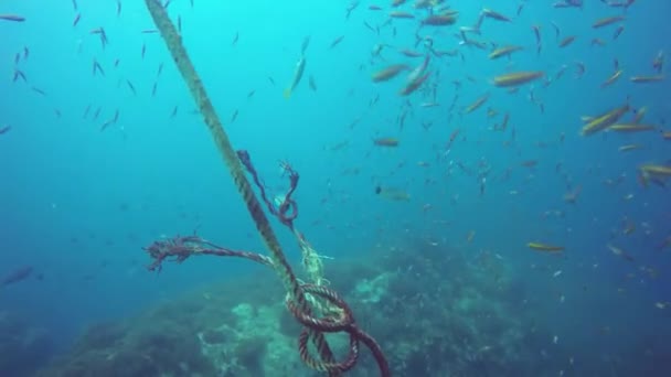 Морское дайвинг, подводный красочный тропический коралловый риф. Школа морских рыб глубоко в океане. Мягкие и твердые кораллы водные экосистемы рай фон. Водный экстремальный спорт как хобби . — стоковое видео