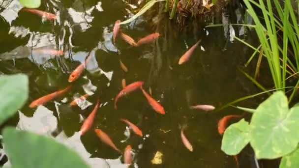 Fondo verde natural. Vibrante colorido japonés Koi Carpa peces nadando en el lago jardín tradicional o estanque. Carpas chinas de lujo bajo la superficie del agua. Símbolos orientales de fortuna y buena suerte. — Vídeo de stock