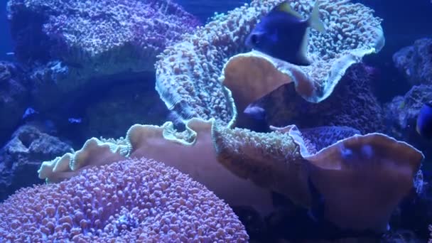 Виды мягких кораллов и рыб в аквариуме лиллака под фиолетовым или ультрафиолетовым ультрафиолетовым светом. Фиолетовый флуоресцентный тропический водный рай экзотический фон, кораллы в розовых ярких фантазии декоративный бак — стоковое видео