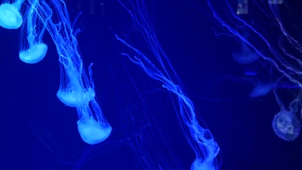 Shiny vibrant fluorescent jellyfish glow underwater, dark neon dynamic pulsating ultraviolet blurred background. Fantasy hypnotic mystic pcychedelic dance. Vivid phosphorescent cosmic medusa dancing — Stock Video