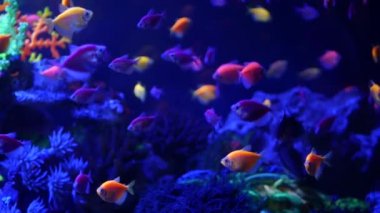 Renkli canlı balıklar parlıyor, mor akvaryum ultraviyole ışık altında. Mor floresan tropikal cennet egzotik arka plan, parlak ekosistem, canlı fantezi dekoratik neon tank