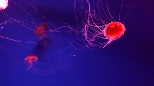 Shiny vibrant fluorescent jellyfish glow underwater, dark neon dynamic pulsating ultraviolet blurred background. Fantasy hypnotic mystic pcychedelic dance. Vivid phosphorescent cosmic medusa dancing — Stock Video