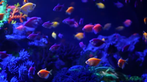 Os peixes vívidos coloridos brilham, aquário violeta abaixo da luz uv ultravioleta. Fundo exótico do paraíso aquático tropical fluorescente roxo, ecossistema brilhante luminoso, tanque de néon decorativo de fantasia vibrante — Vídeo de Stock