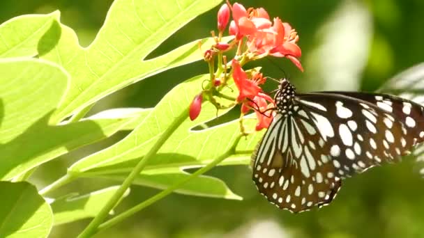 Tropický exotický motýl v pralesním deštném pralese sedící na zelených listech, makro zblízka. Jarní ráj, svěží listoví přírodní zázemí, rozostřená zeleň v lese. Čerstvé slunné romantické zahrady — Stock video