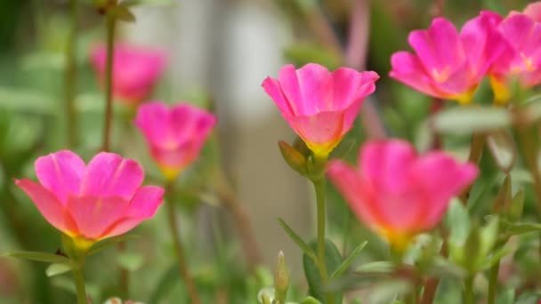 Flores rosadas creciendo en el jardín. Hermosas flores rosadas que crecen en el lecho de flores verde en el día soleado en el parque en verano — Vídeos de Stock