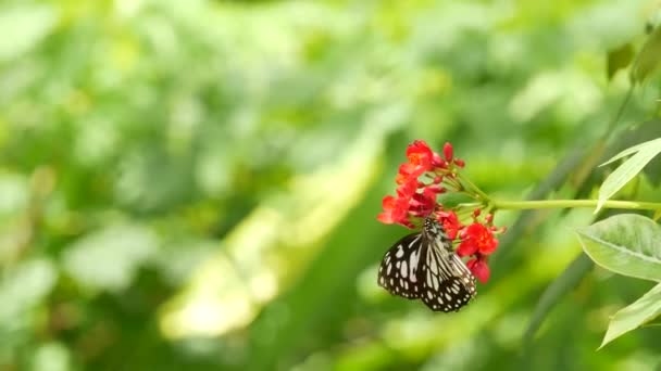 Mariposa exótica tropical en selva selvática sentada sobre hojas verdes, macro de cerca. Paraíso de primavera, exuberante follaje fondo natural, vegetación desenfocada en los bosques. Jardín romántico fresco soleado — Vídeos de Stock